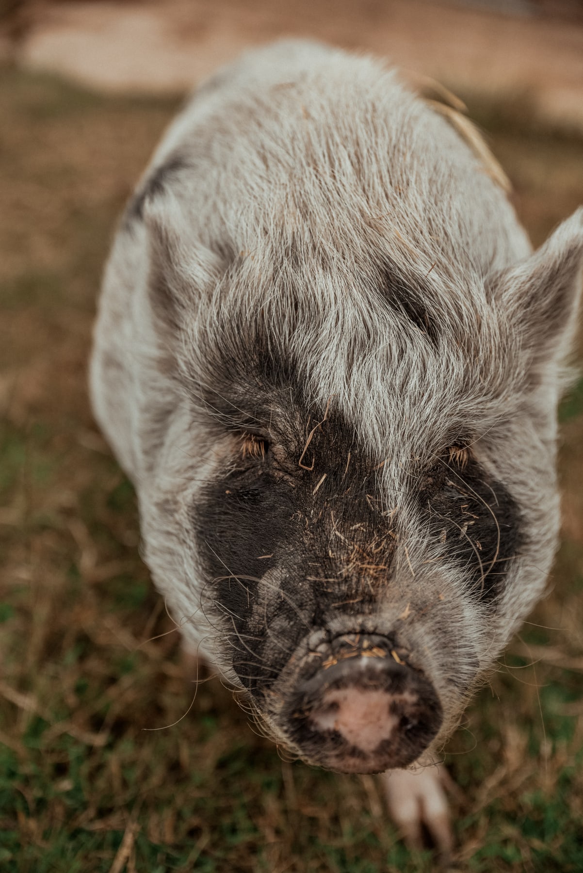 One of Basil Place's resident pot-bellied pigs